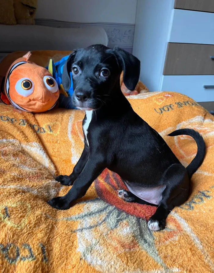Cachorro ra a SRD-ViraLata idade 2 a 6 meses nome Ana Lúcia 