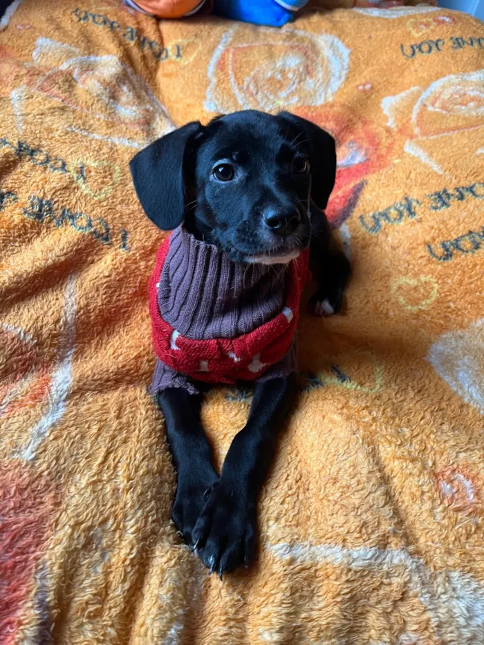 Cachorro ra a SRD-ViraLata idade 2 a 6 meses nome Ana Lúcia 
