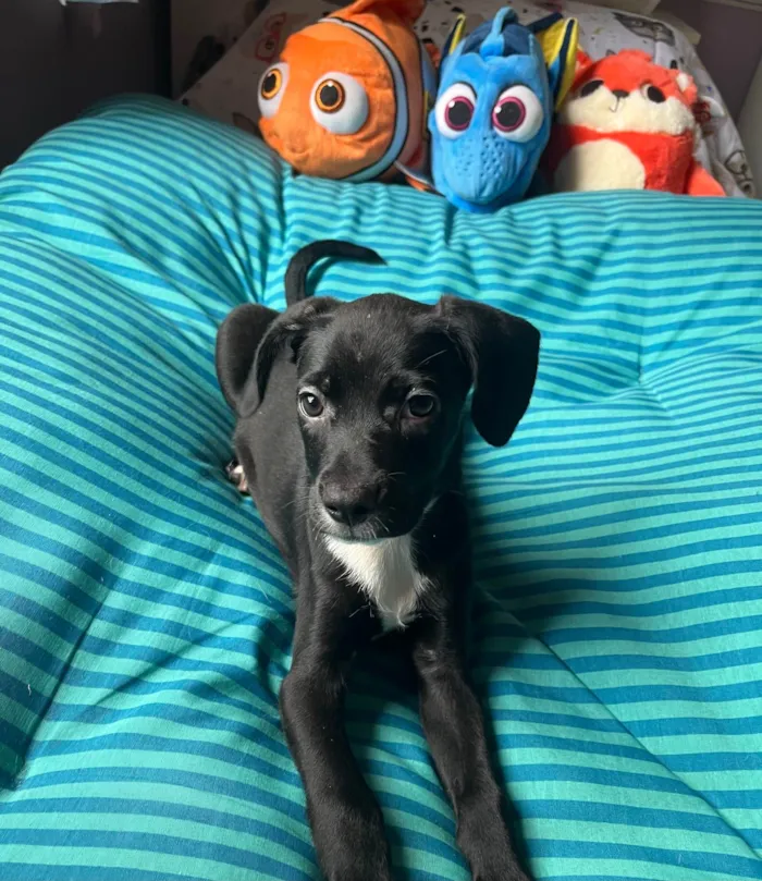 Cachorro ra a SRD-ViraLata idade 2 a 6 meses nome Ana Lúcia 