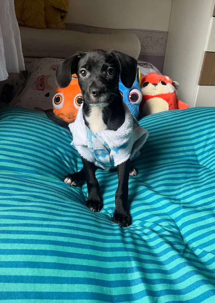 Cachorro ra a SRD-ViraLata idade 2 a 6 meses nome Ana Lúcia 