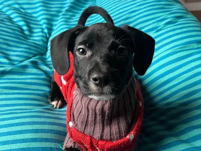 Cachorro ra a SRD-ViraLata idade 2 a 6 meses nome Ana Lúcia 
