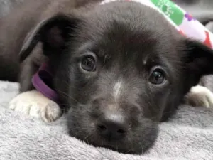 Cachorro raça SRD-pretins idade Abaixo de 2 meses nome Lion & Luigi