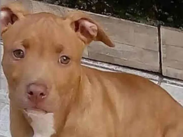 Cachorro ra a Pit-Bull idade 7 a 11 meses nome Emy