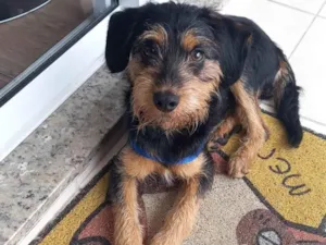 Cachorro raça Estopinha idade 7 a 11 meses nome Rakan