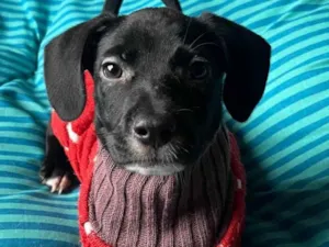 Cachorro raça SRD-ViraLata idade 2 a 6 meses nome Ana Lúcia 