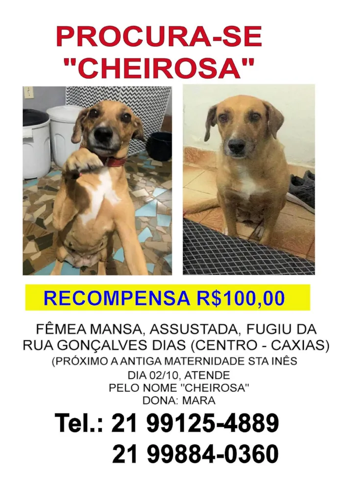 Cachorro ra a SRD-ViraLata idade 6 ou mais anos nome Cheirosa