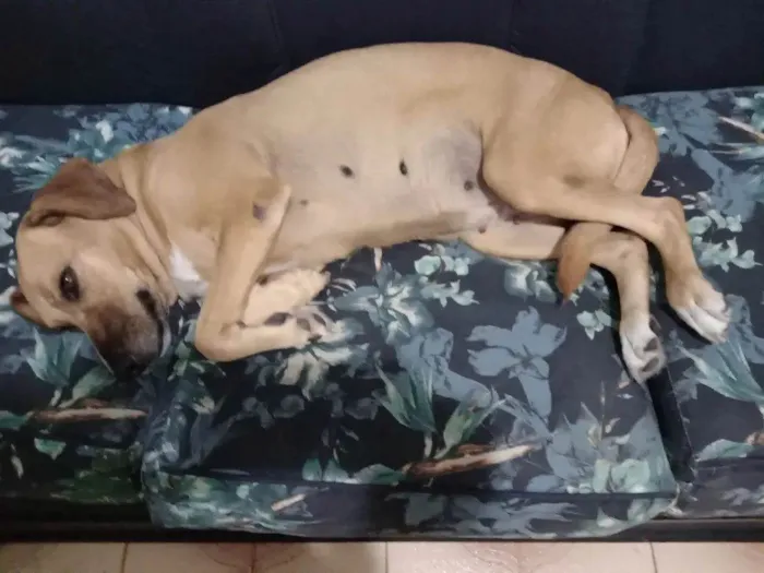 Cachorro ra a SRD-ViraLata idade 6 ou mais anos nome Cheirosa