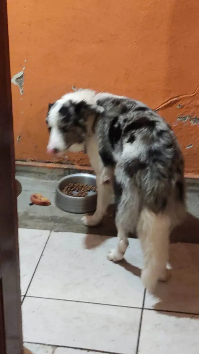 Cachorro ra a Bordercollie idade 2 anos nome Tobias