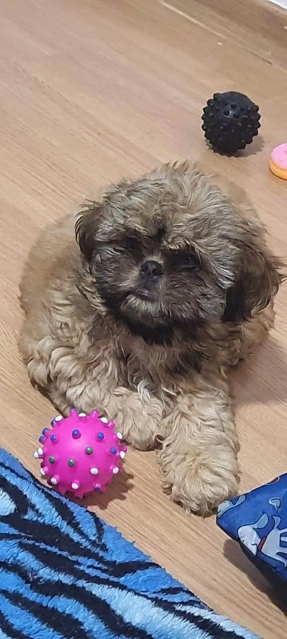 Cachorro ra a SHIHTZU idade 2 a 6 meses nome BLESS