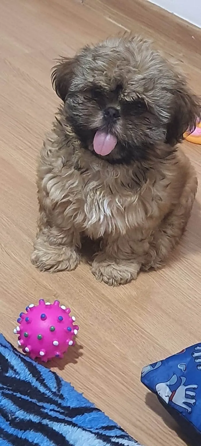 Cachorro ra a SHIHTZU idade 2 a 6 meses nome BLESS