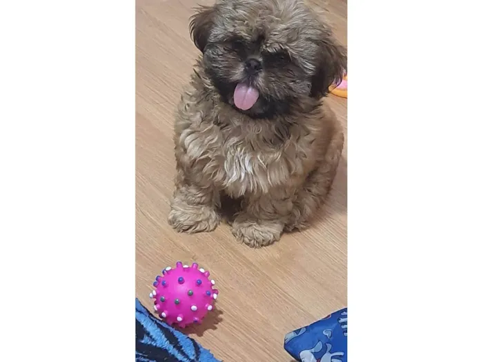 Cachorro ra a SHIHTZU idade 2 a 6 meses nome BLESS