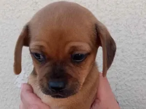 Cachorro raça  idade Abaixo de 2 meses nome Sem nome 