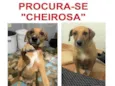 Cheirosa