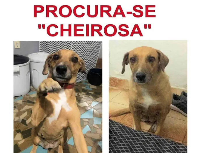 Cachorro ra a SRD-ViraLata idade 6 ou mais anos nome Cheirosa