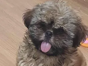 Cachorro raça SHIHTZU idade 2 a 6 meses nome BLESS