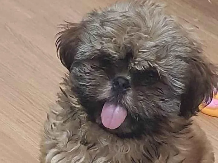 Cachorro ra a SHIHTZU idade 2 a 6 meses nome BLESS