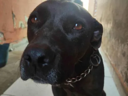 Cachorro raça Pit-Bull idade 6 ou mais anos nome Angel