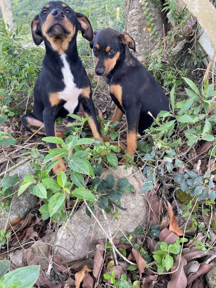 Cachorro ra a SRD-ViraLata idade 7 a 11 meses nome Sem nome