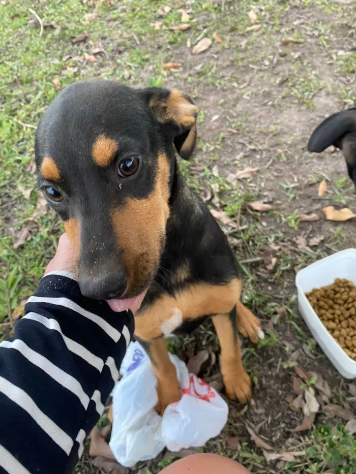 Cachorro ra a SRD-ViraLata idade 7 a 11 meses nome Sem nome