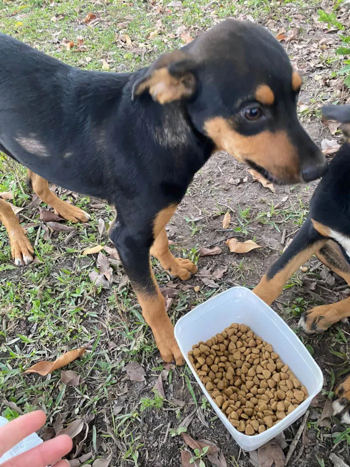 Cachorro ra a SRD-ViraLata idade 7 a 11 meses nome Sem nome