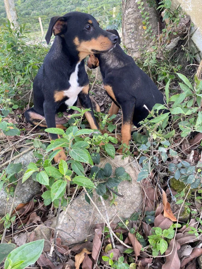 Cachorro ra a SRD-ViraLata idade 7 a 11 meses nome Sem nome