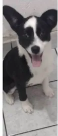 Pandinha