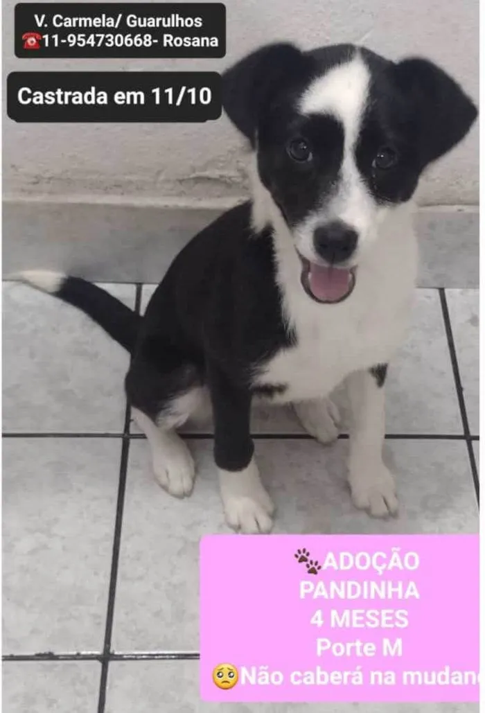 Cachorro ra a  idade 2 a 6 meses nome Pandinha