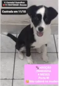 Pandinha