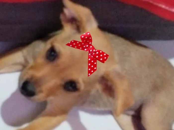 Cachorro ra a Mestica  idade 2 a 6 meses nome Kiara 