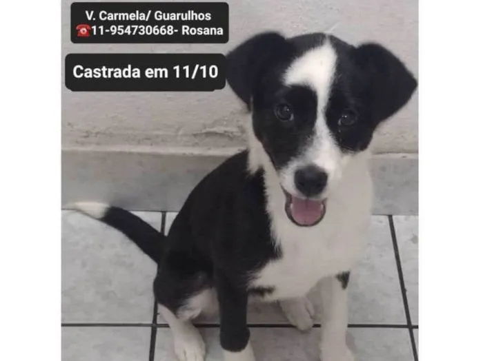 Cachorro ra a  idade 2 a 6 meses nome Pandinha
