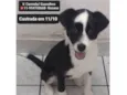Pandinha