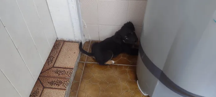 Cachorro ra a Vira lata  idade 2 a 6 meses nome Hanna 
