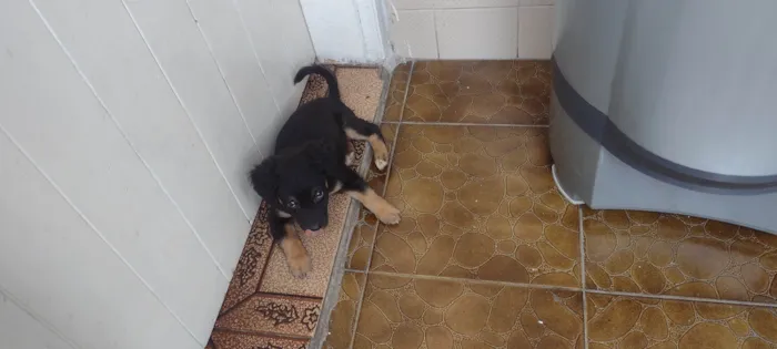 Cachorro ra a Vira lata  idade 2 a 6 meses nome Hanna 
