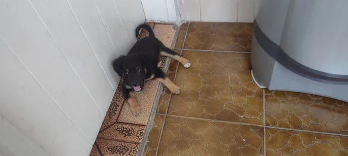Cachorro ra a Vira lata  idade 2 a 6 meses nome Hanna 