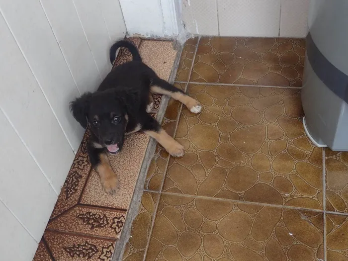 Cachorro ra a Vira lata  idade 2 a 6 meses nome Hanna 