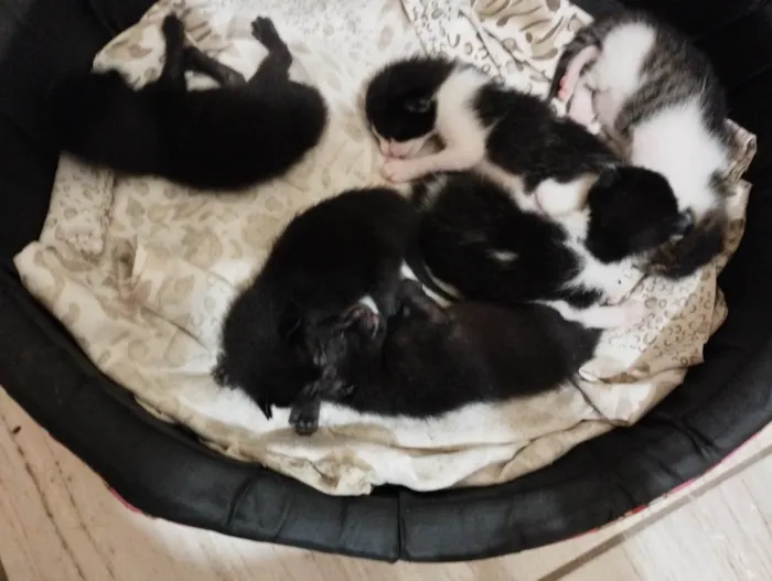 Gato ra a Vira lata  idade Abaixo de 2 meses nome Sem nome 