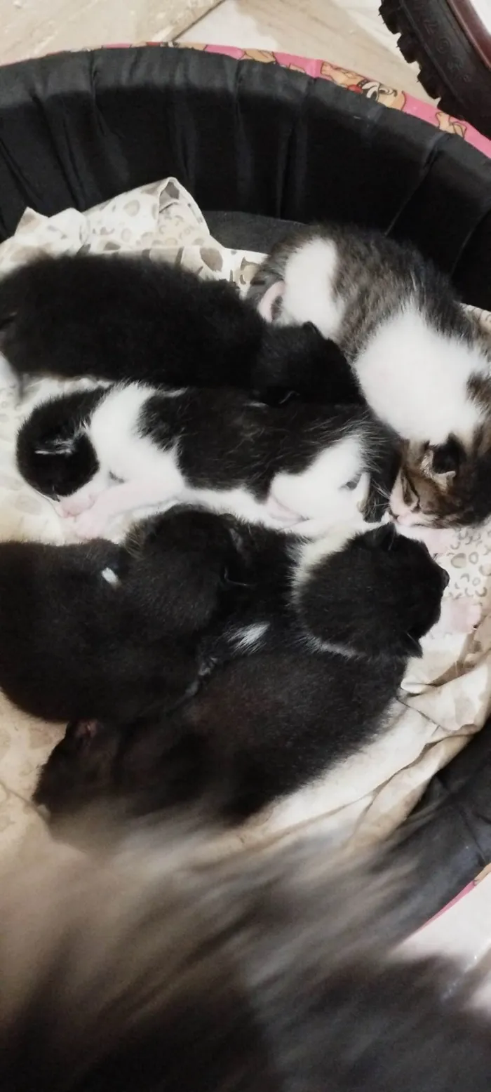Gato ra a Vira lata  idade Abaixo de 2 meses nome Sem nome 