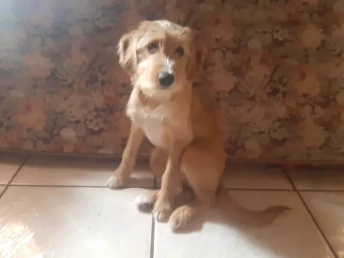 Cachorro ra a SRD-ViraLata idade 7 a 11 meses nome Bela 