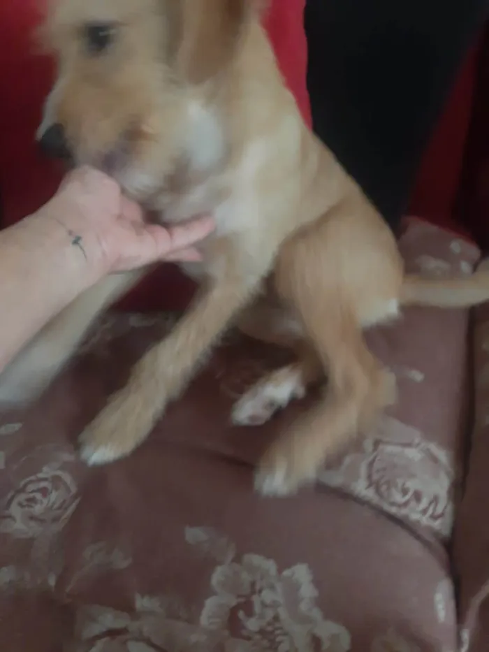 Cachorro ra a SRD-ViraLata idade 7 a 11 meses nome Bela 