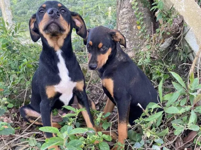 Cachorro ra a SRD-ViraLata idade 7 a 11 meses nome Sem nome