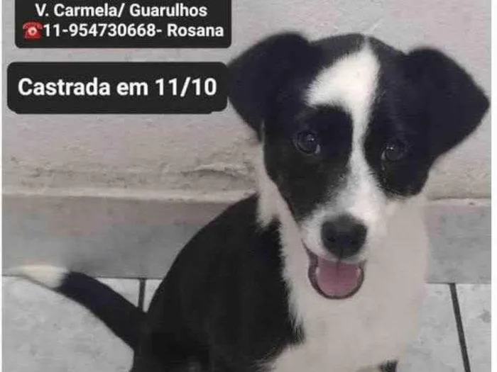 Cachorro ra a  idade 2 a 6 meses nome Pandinha