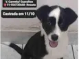 Pandinha