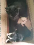 Gato não tem nome ainda