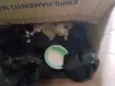 Gato não tem nome ainda