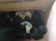Gato não tem nome ainda