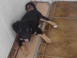 Cachorro raça Vira lata  idade 2 a 6 meses nome Hanna 