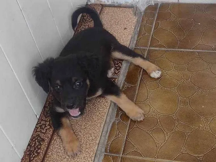 Cachorro ra a Vira lata  idade 2 a 6 meses nome Hanna 