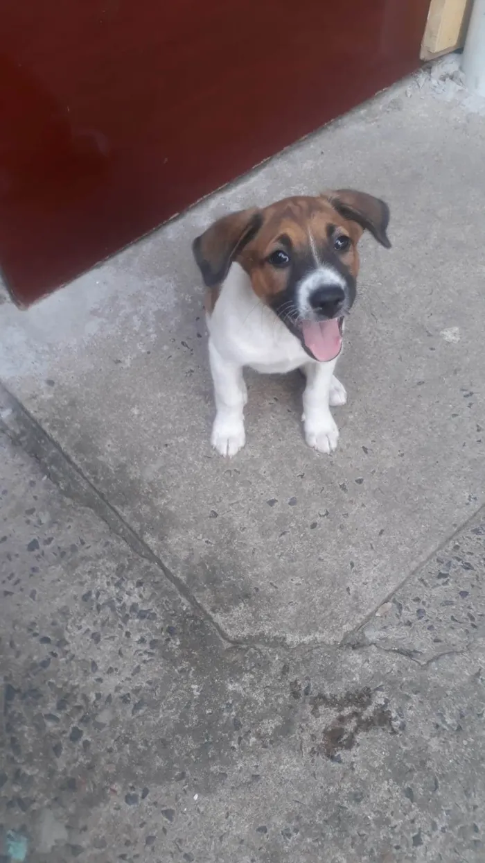 Cachorro ra a Vira lata  idade 2 a 6 meses nome Renata 