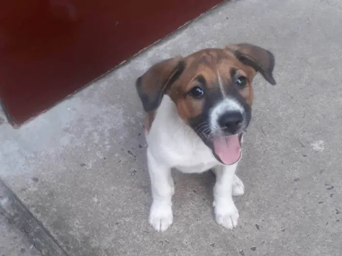 Cachorro ra a Vira lata  idade 2 a 6 meses nome Renata 