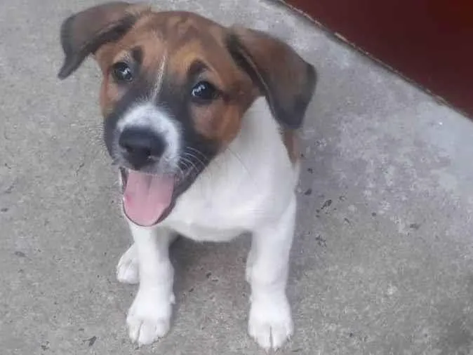 Cachorro ra a Vira lata  idade 2 a 6 meses nome Renata 